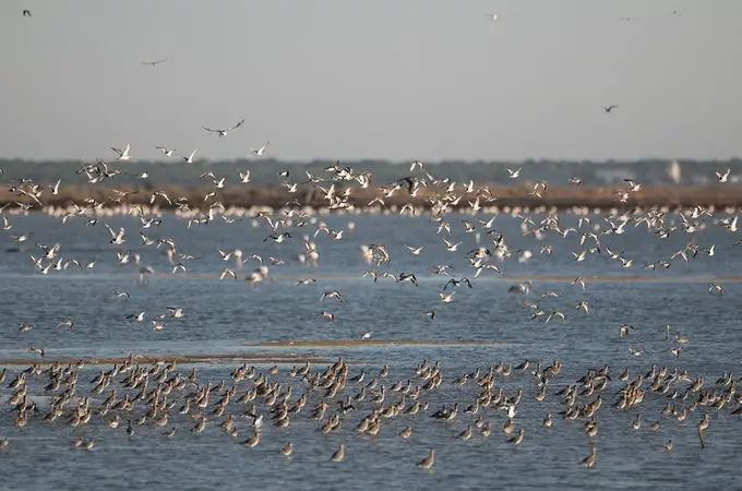 El Paraje Natural Marismas del Odiel supera a Doñana en reproducción de aves acuáticas