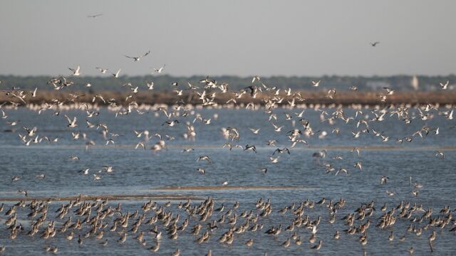 Bando de agujas colinegras y gaviotas en las marismas del Odiel