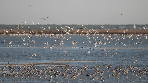Bando de agujas colinegras y gaviotas en las marismas del Odiel