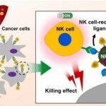 Investigadores crean unos nanodrones para el tratamiento selectivo del cáncer