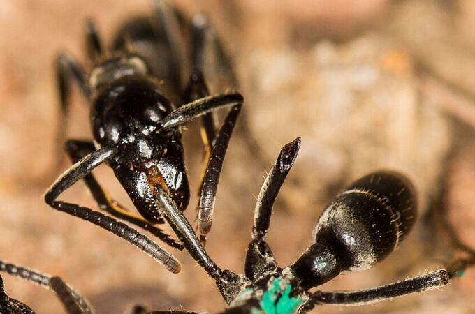 Una hormiga matabele "curando" a otra de sus heridas infectadas.