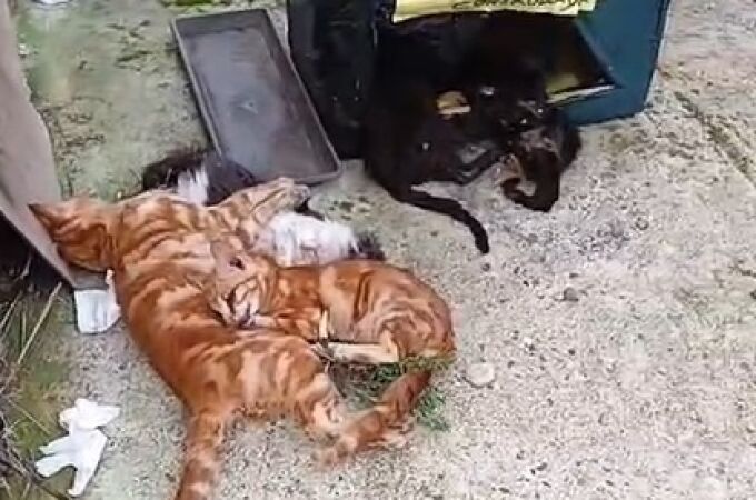 Envenenamiento masivo de una colonia con más de 40 gatos en La Carlota (Córdoba)