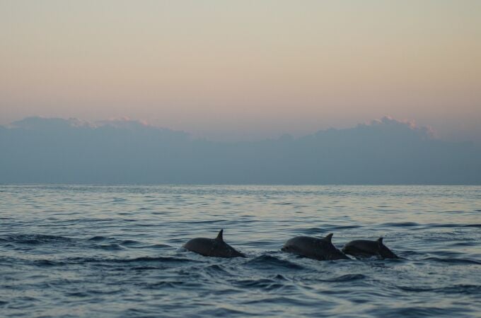 Decenas de delfines muertos han aparecido en las costas de Galicia