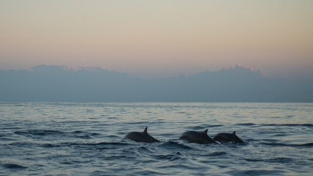 Decenas de delfines muertos han aparecido en las costas de Galicia