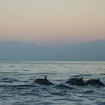 Decenas de delfines muertos han aparecido en las costas de Galicia