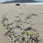 AMP.- Halladas de nuevo en las costas gallegas grandes cantidades de pellets