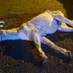 Imagen del caballo maltratado