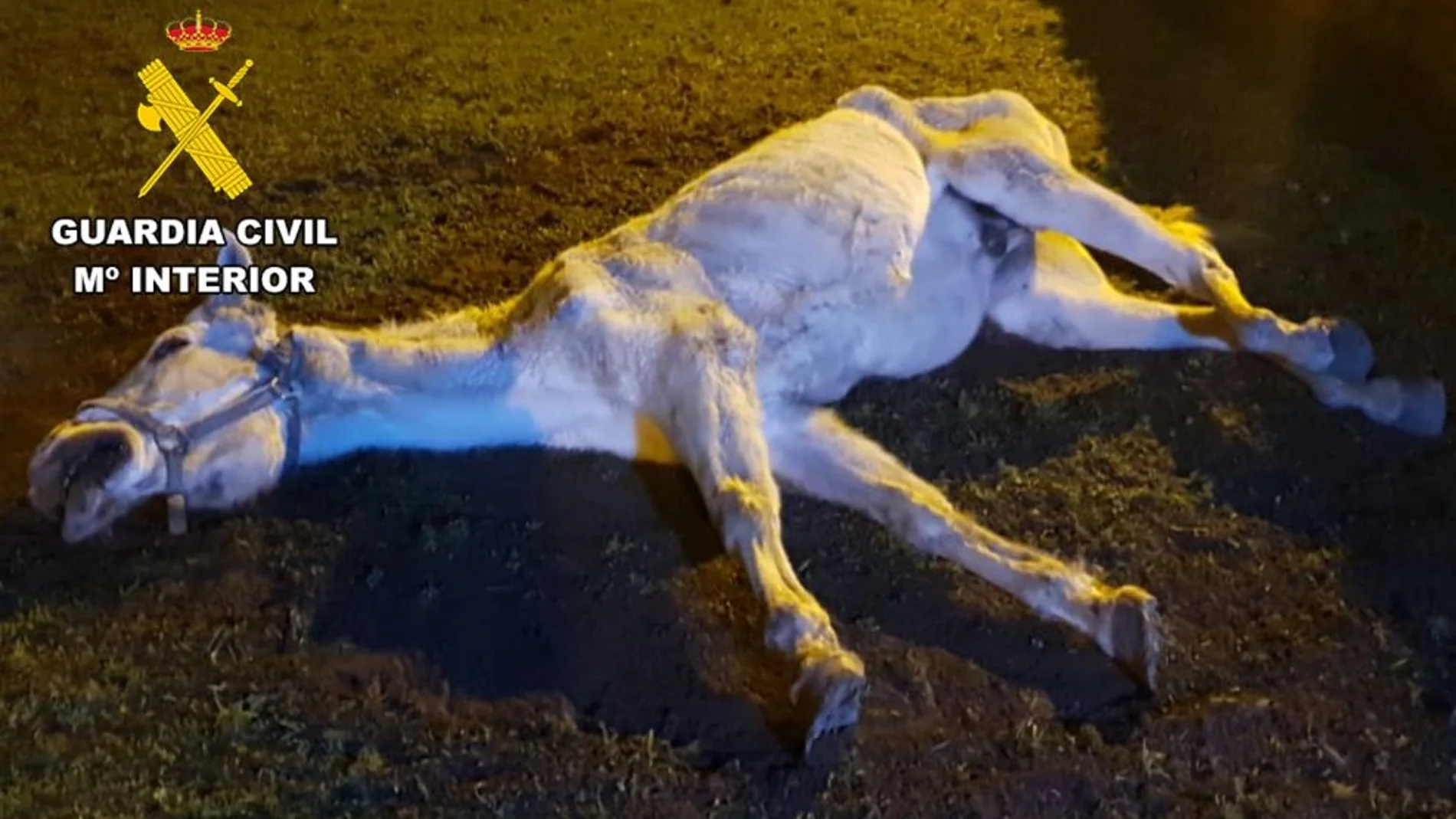 Imagen del caballo maltratado