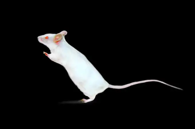 Estas partículas similares a virus pueden devolver parcialmente la vista a los ratones