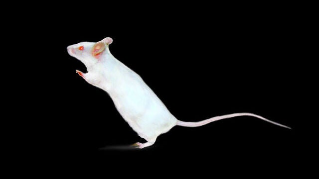 Estas partículas similares a virus pueden devolver parcialmente la vista a los ratones