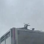 Un hombre circula por la A-4 con una cabra en el techo de su camión