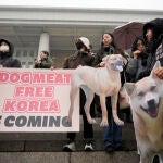 South Korea Dog Meat