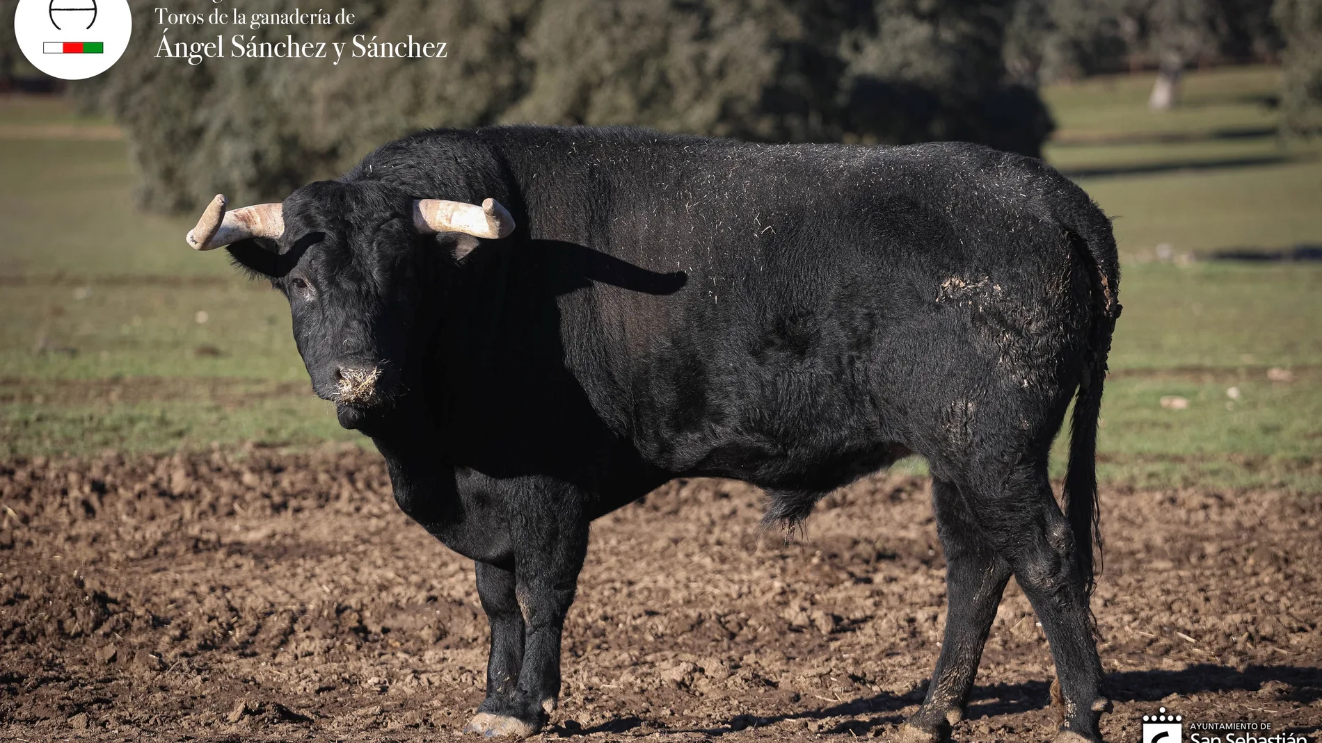 Los toros de la ganadería Hermanos García Jiménez