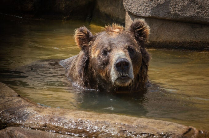 Los ataques de osos en Japón se han incrementado en el último año, especialmente en algunas regiones del norte