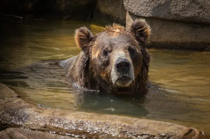 Por qué las autoridades de Japón pagan a sus ciudadanos por cazar osos: el 