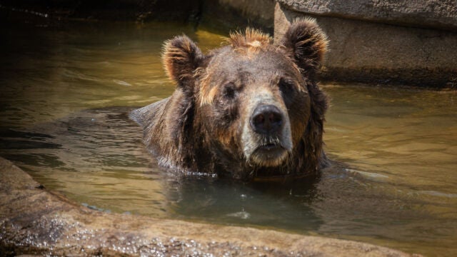 Los ataques de osos en Japón se han incrementado en el último año, especialmente en algunas regiones del norte