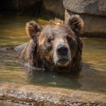 Los ataques de osos en Japón se han incrementado en el último año, especialmente en algunas regiones del norte