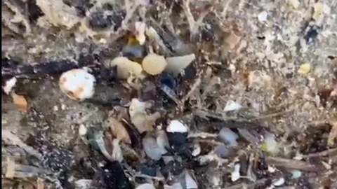 Microplásticos que han aparecido en la playa de Bolonia (Cádiz)
