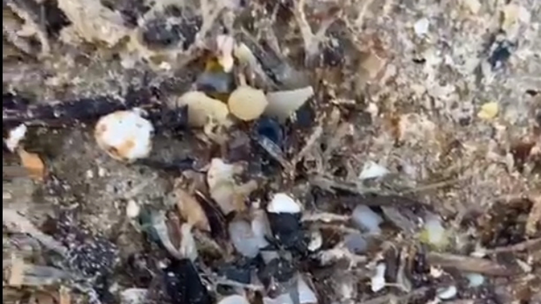 Microplásticos que han aparecido en la playa de Bolonia (Cádiz)