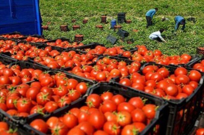 Tomates marroquíes