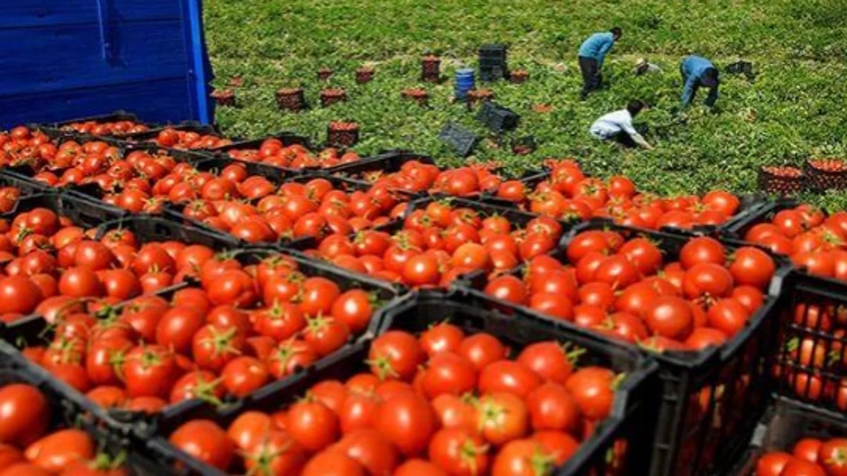 Marruecos supera por primera vez a España como exportados de tomates a la UE