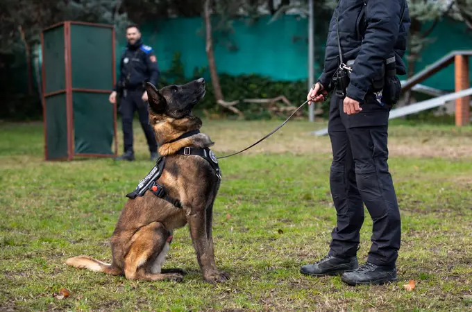 Los perros policía, mucho más que pregoneros de San Antón