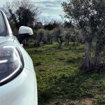 Los olivos españoles, una fuente para fabricar componentes de automóvil
