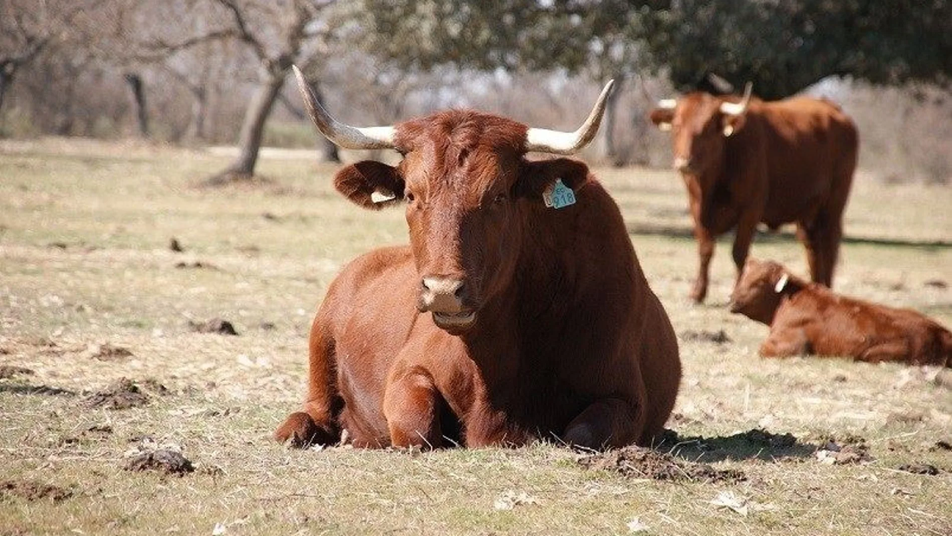 Ejemplares de vacas de raza retinta pura en una explotación gaditana
