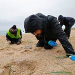 Continúa la limpieza en los arenales de Galicia