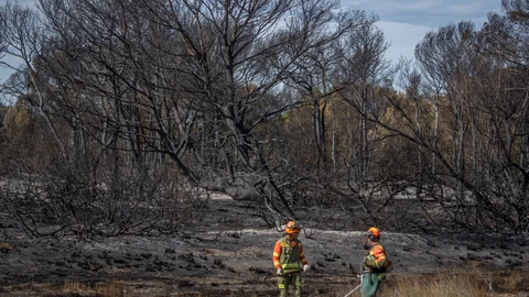 Alcaldesa de Valencia dice que todo apunta a que el incendio en El Saler fue intencionado: "Tenemos un pirómano suelto"