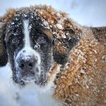 Un perro bajo la nieve