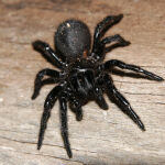 La araña de tela de embudo habita en Australia y su veneno es potencialmente letal