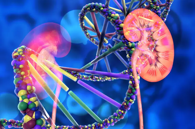 Descubren factores genéticos en la enfermedad renal crónica
