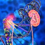 El análisis de algunos genes puede evitar la progresión de la ERC en determinados pacientes