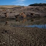 Animales en el pantano de Sau (Barcelona), en alerta por sequía