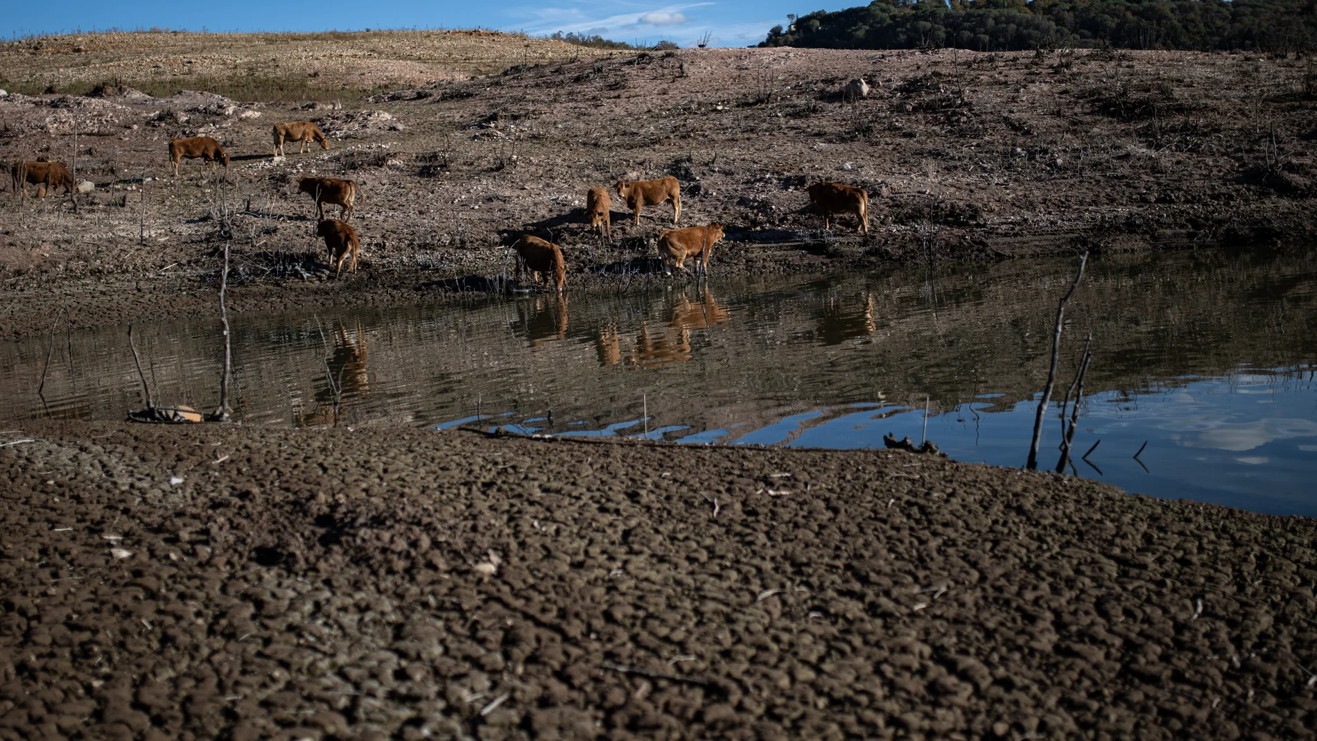 Animales en el pantano de Sau (Barcelona), en alerta por sequía