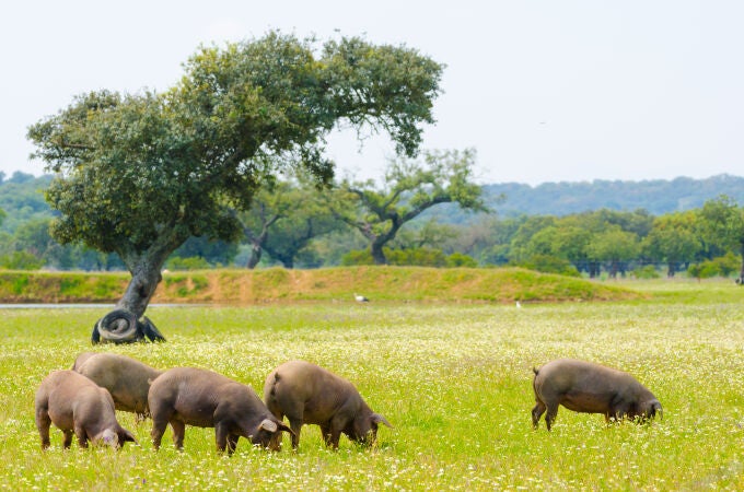 Cerdo ibérico en Extremadura