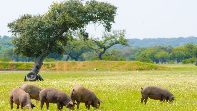 Cerdo ibérico en Extremadura