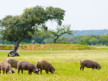 Cerdo ibérico en Extremadura