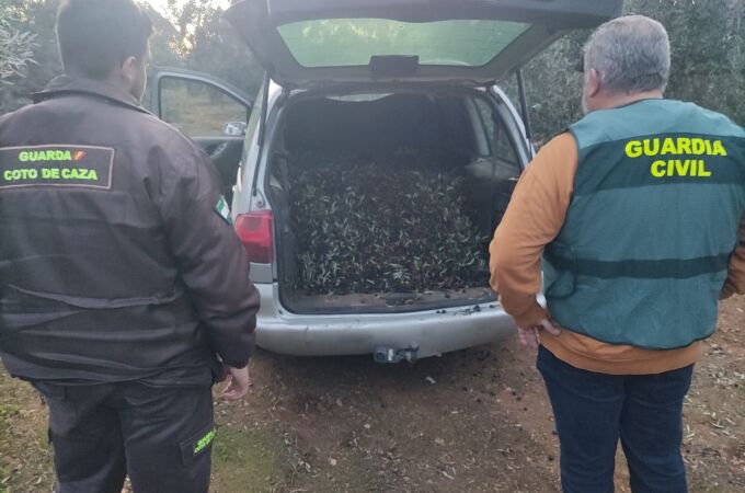 Seis detenidos en Puente Genil y Santaella por el robo de 6.000 kilos de aceitunas