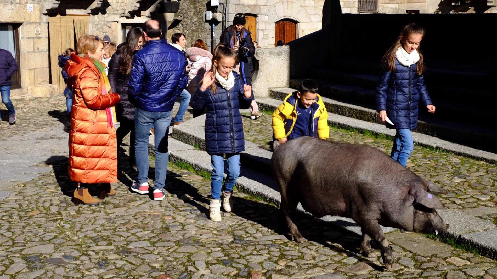 La Alberca acoge la tradicional rifa del Marrano de San Antón y la bendición de animales