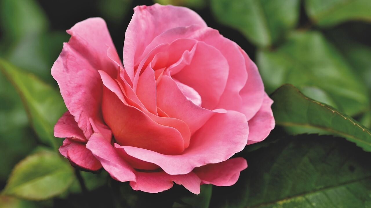 El misterio del color rosa: La ilusión que engaña a nuestro cerebro