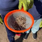 La ONG Xaloc recoge 56 kilos de basura de la costa valencia y alerta de la presencia de pelets
