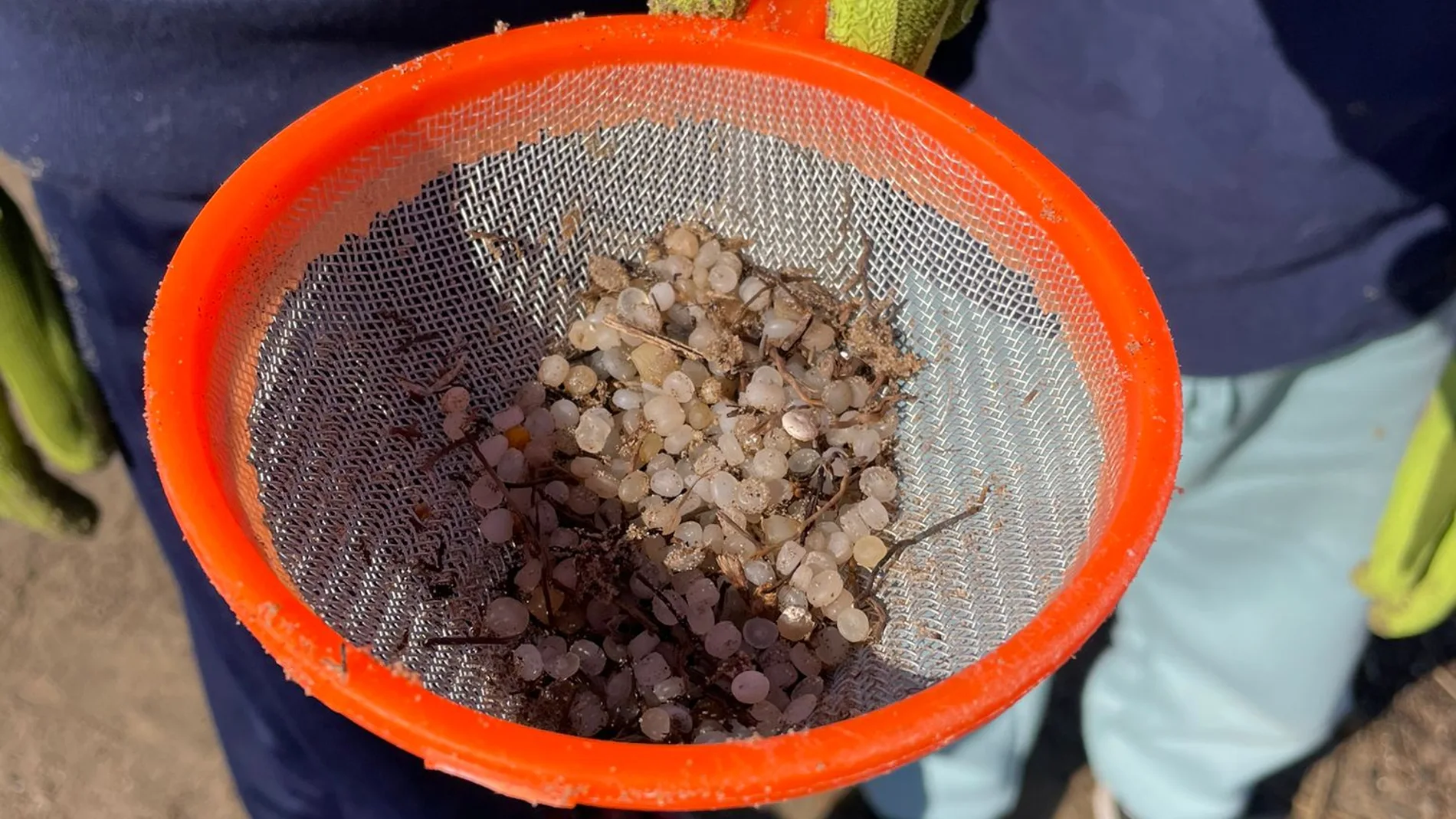 La ONG Xaloc recoge 56 kilos de basura de la costa valencia y alerta de la presencia de pelets
