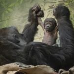 Nueva esperanza para los gorilas de llanura