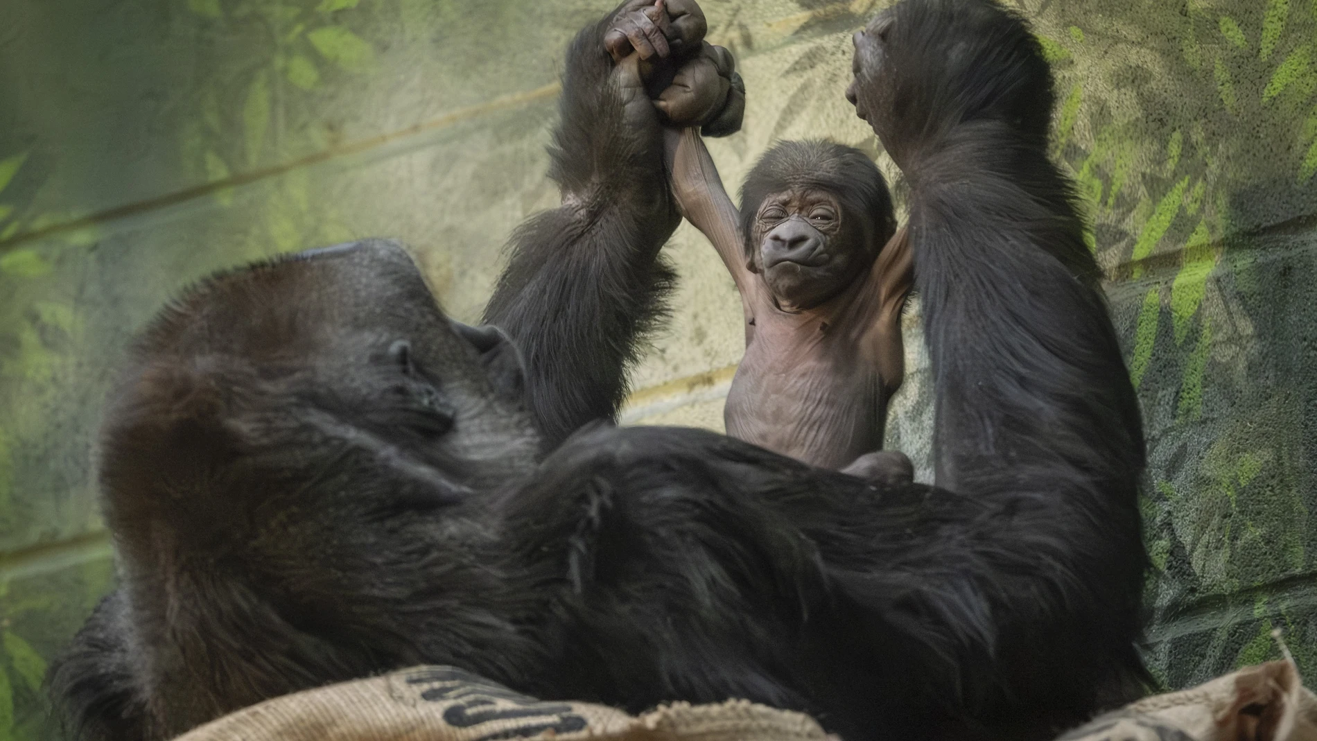 Nueva esperanza para los gorilas de llanura