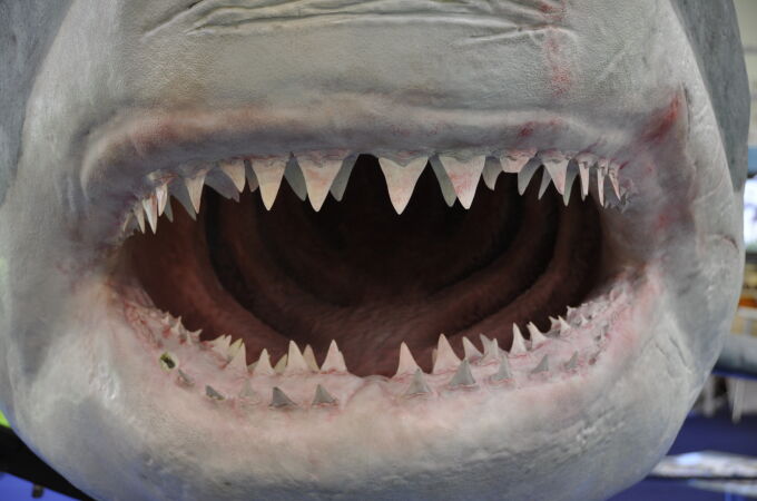 Imagen de archivo de la mandíbula de un tiburón