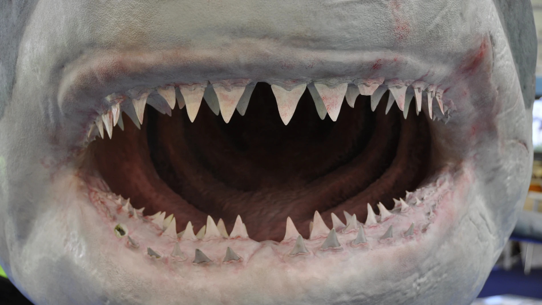 Imagen de archivo de la mandíbula de un tiburón
