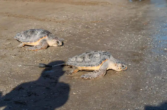 Duda y Oreo, dos tortugas heridas por la pesca de arrastre, regresan al Mar Mediterráneo