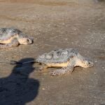 Duda y Oreo, dos tortugas heridas por la pesca de arrastre, regresan al Mar Mediterráneo